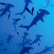 Logo JS Shark